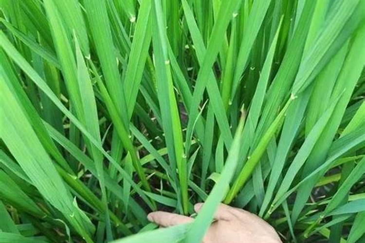 想要小麦高产有哪些种植小技巧？需要给小麦施硼肥吗？