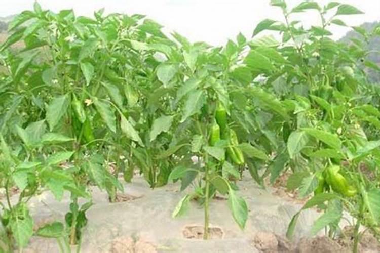 为什么夏天种植辣椒要补硼？硼有什么用？