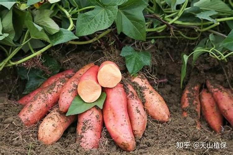 尿素打叶面肥一亩地用多少量