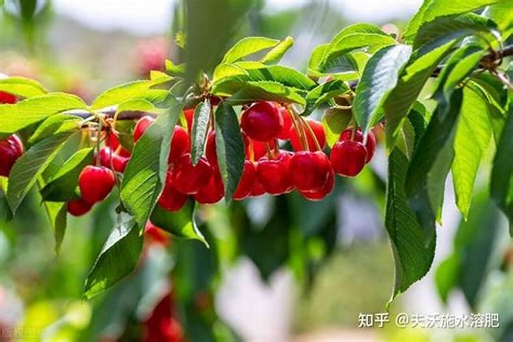 在不使用根部施肥的情况下每月使用叶面肥4次给凯特芒果树施肥好吗？