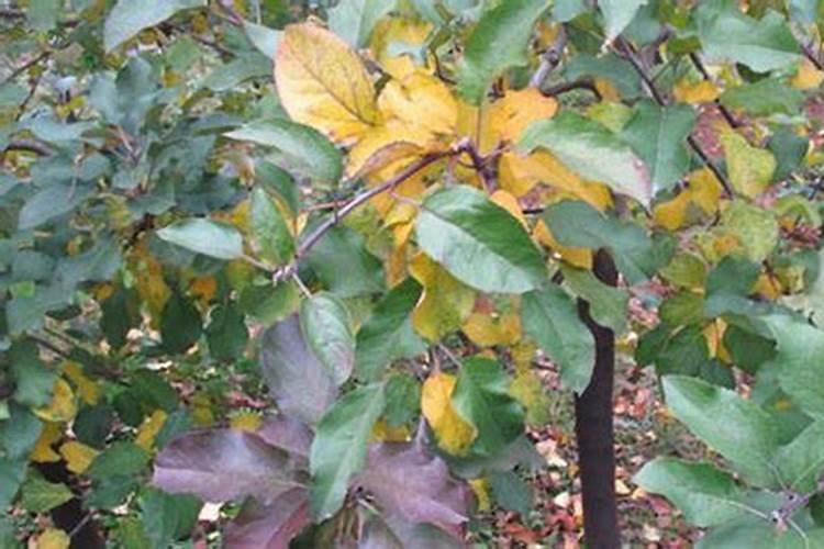 春季苹果树巧施肥