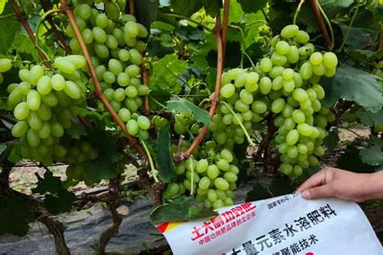 在葡萄开花的这个时期,浇水施硼肥可不可以呢