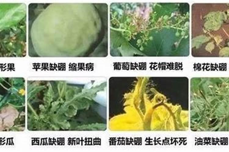 硼肥对油菜的作用,硼肥过量怎样补救