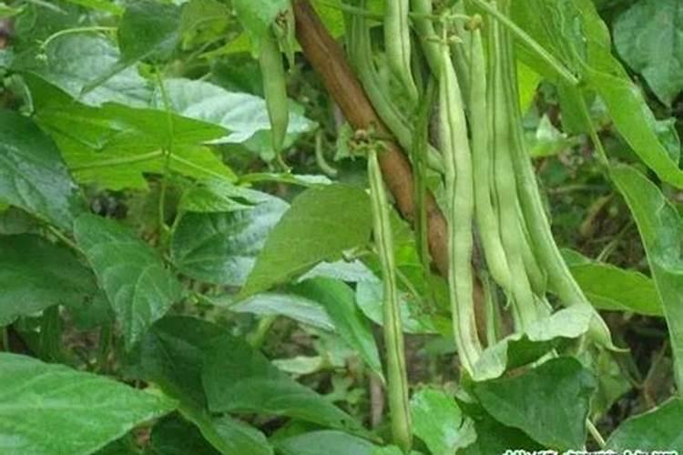 四季豆用什么肥料最好
