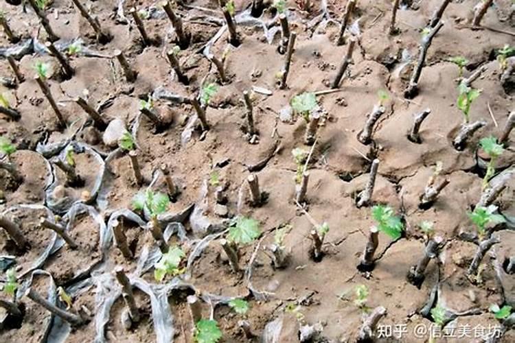 怎样管理葡萄扦插苗？