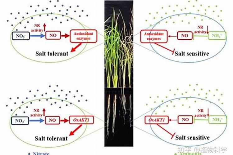 硝态氮肥的特点