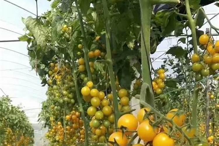 种植西红柿要施什么肥为什么？