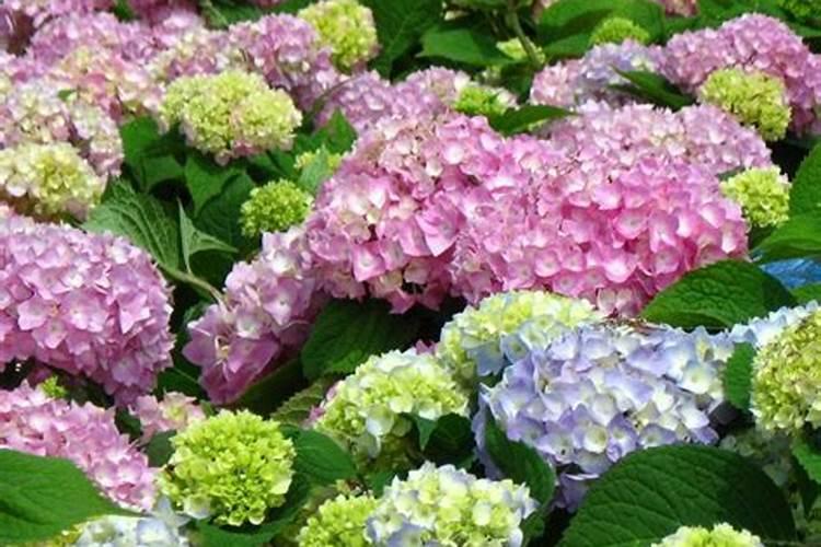 绣球花用什么肥料最好