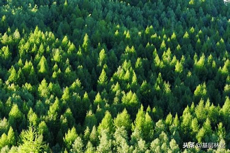 种松树一般施什么肥料