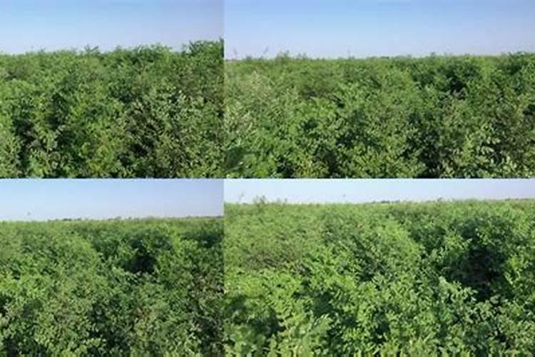 中药材甘草追肥用哪种肥料？中药材甘草壮根肥什么时候施肥？