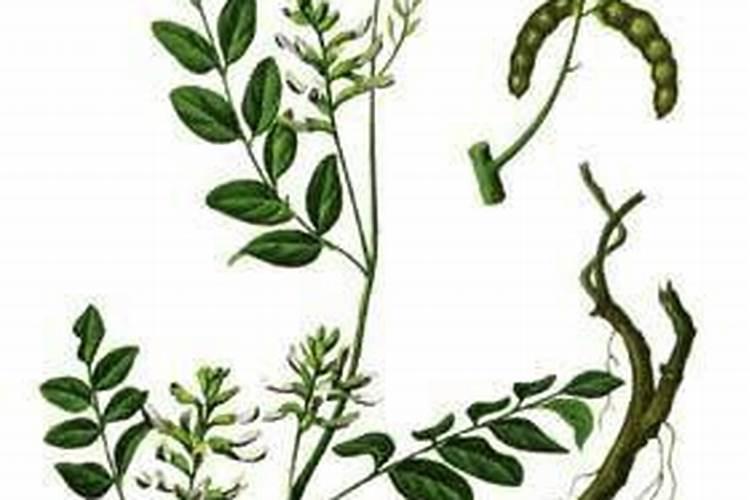 沙土地适合种植什么呢？