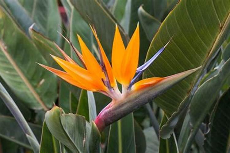 天堂鸟怎么施肥和浇水