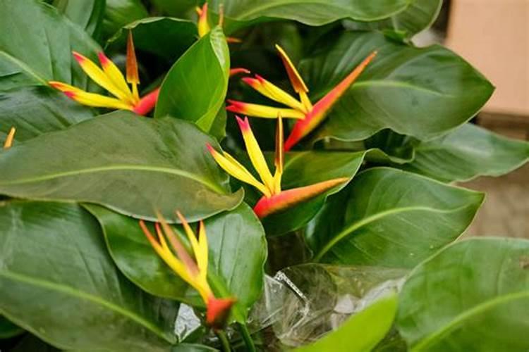 室内天堂鸟如何养护生长旺盛