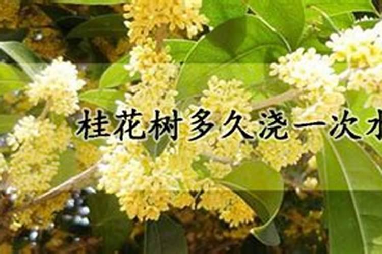 桂花树如何施肥