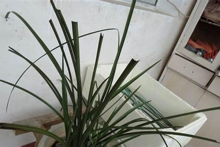 兰花叶子黄了怎么回事？