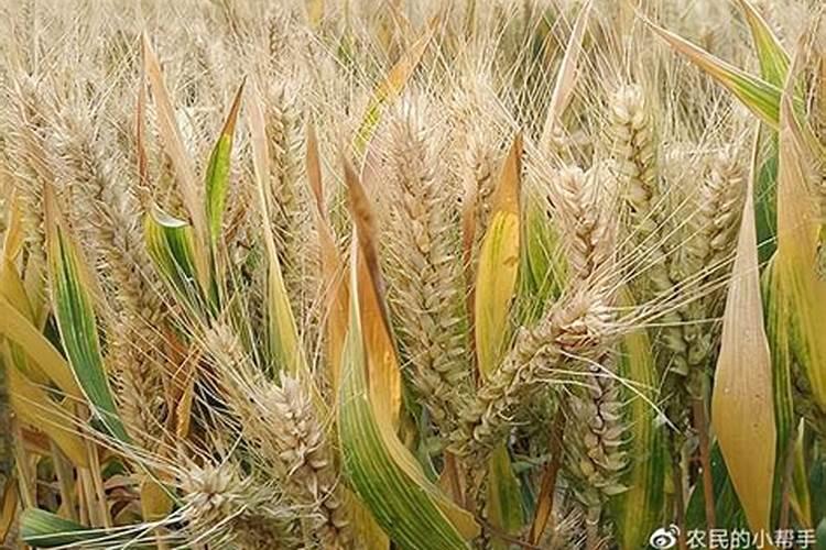小麦干热风怎么防治