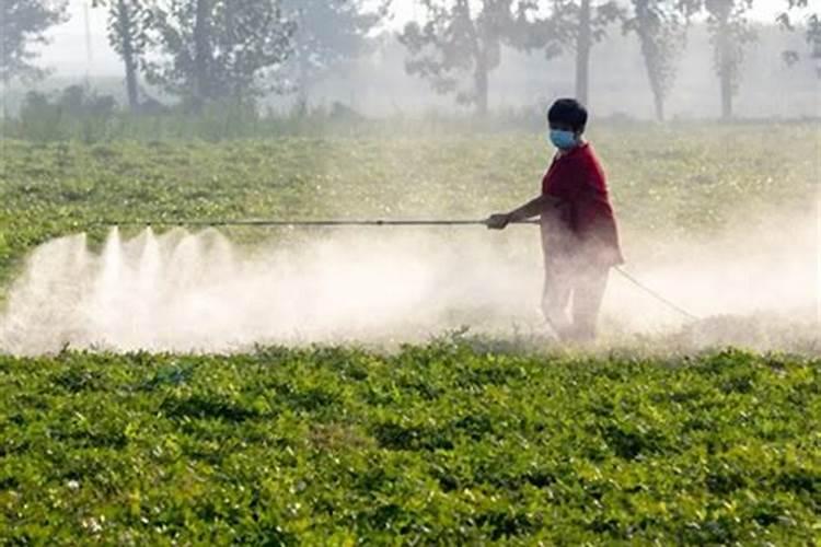 什么叶面肥抗旱