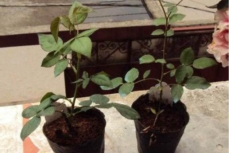 月季怎样喷施叶面肥？