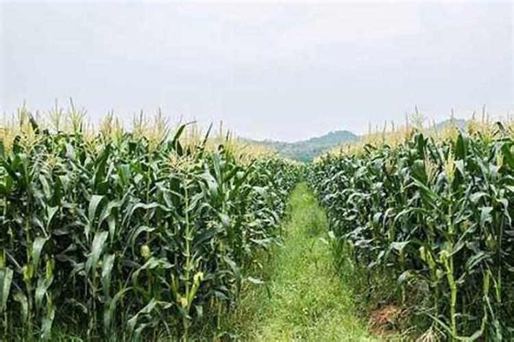 苄氨乙烯利能在芝麻地用吗？