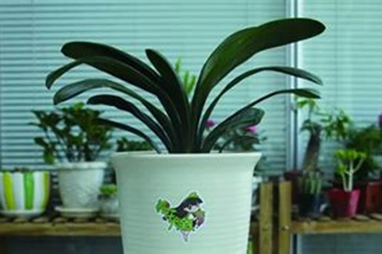 玉兰花树施肥过多,怎么办？发黄了