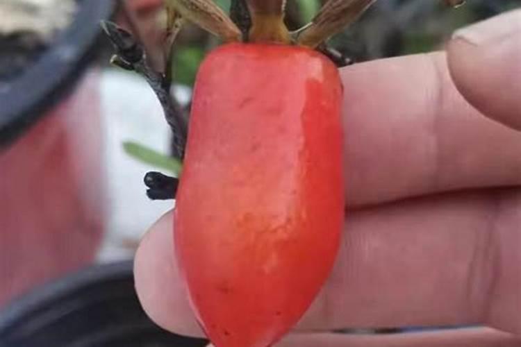 磷肥对小麦有哪些作用？