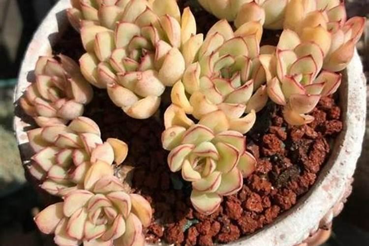 多肉植物可以浇硫酸亚铁吗