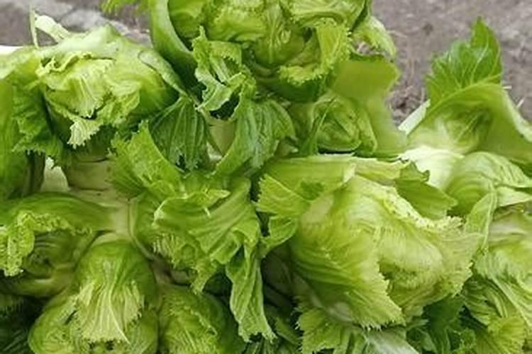 儿菜怎样栽培技术