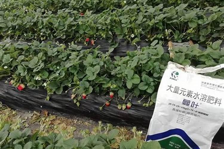 大棚草莓种植如何管理？大棚草莓水溶肥料施肥技巧