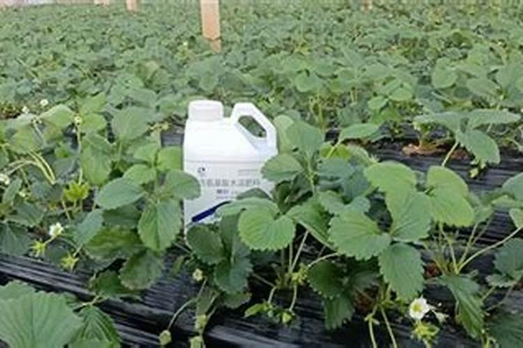 草莓上如何施水溶肥促幼果膨大？施用方法