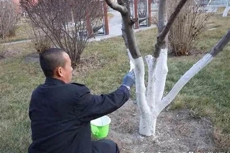 榆树用白糖可以代替生根粉