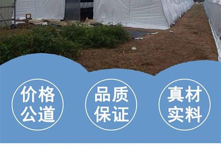 大棚西瓜壮果肥上什么肥好？西瓜专用肥哪家好？西瓜增甜防裂叶面肥金泰靓...