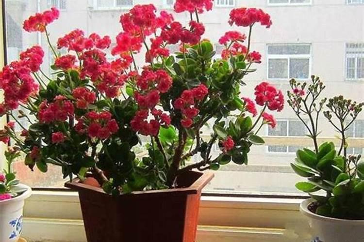 长寿花用什么肥料开花多