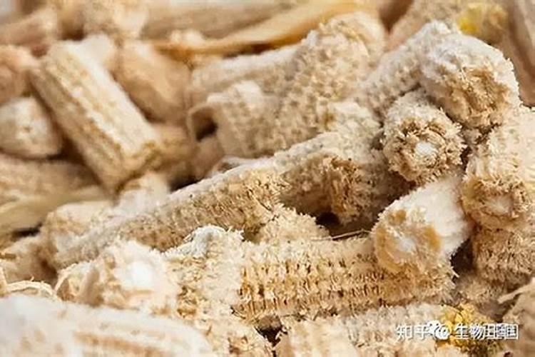 怎样用玉米芯栽种兰花