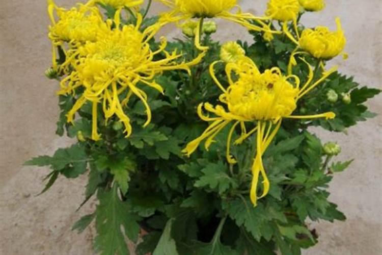 玉米可以做花肥吗