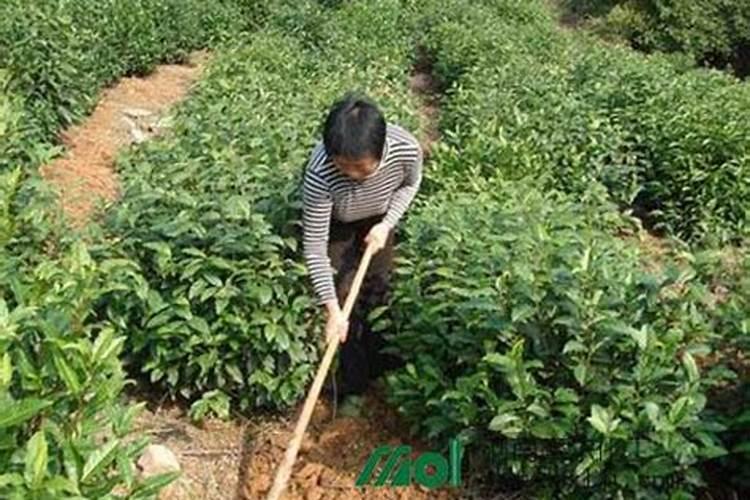 种植茶花怎么施肥(怎么给茶花施肥,茶花的施肥方法)