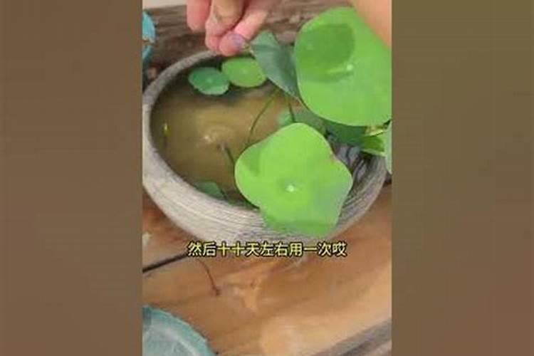 如何正确给碗莲施肥