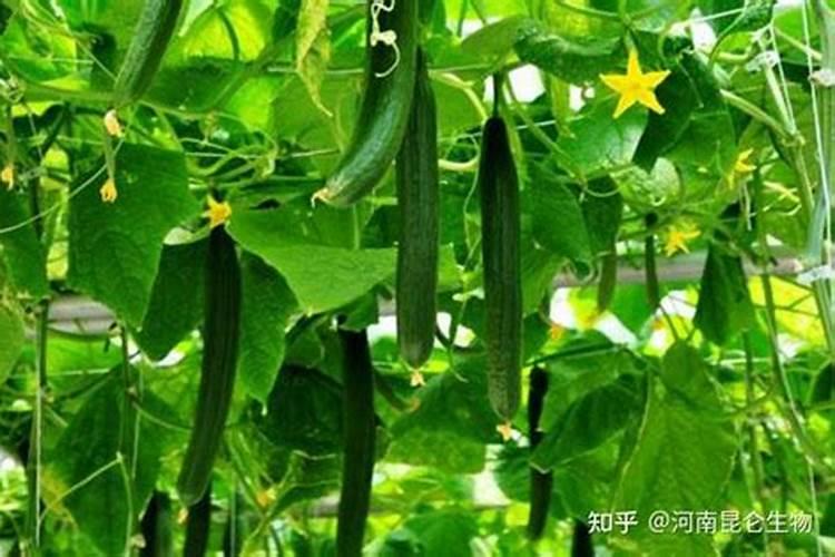 黄瓜座果期用哪种水溶肥效果好？黄瓜保花保果用什么肥料？