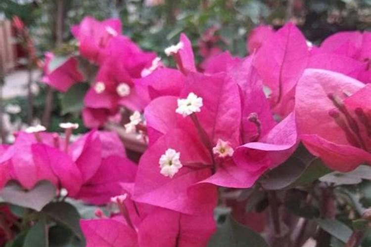 三角梅叶子掉光怎么办