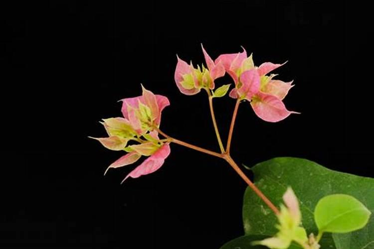 三角梅叶子掉光怎么办