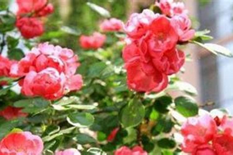 户县祖庵菊花在哪里？