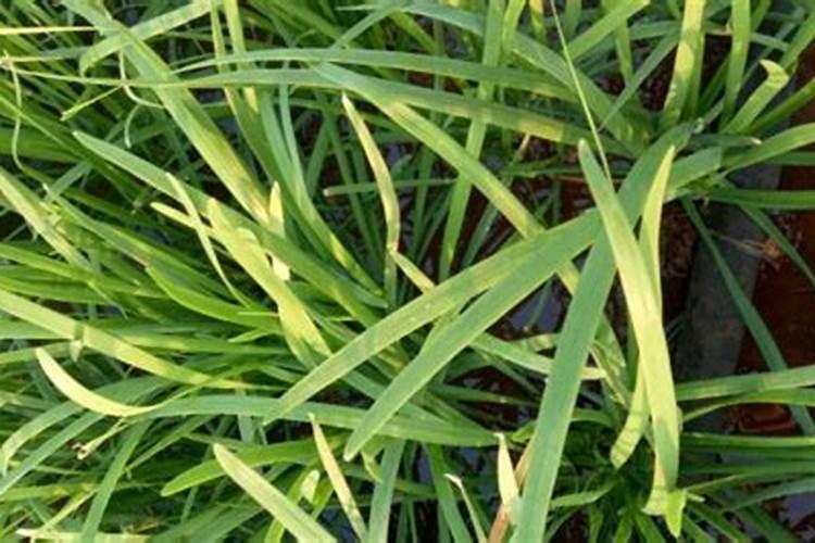 韭菜专用高产叶面肥什么时候用？韭菜黄叶死苗怎么解决？