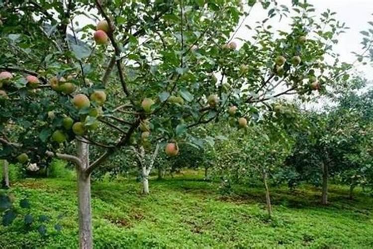 果树花后施什么肥最好