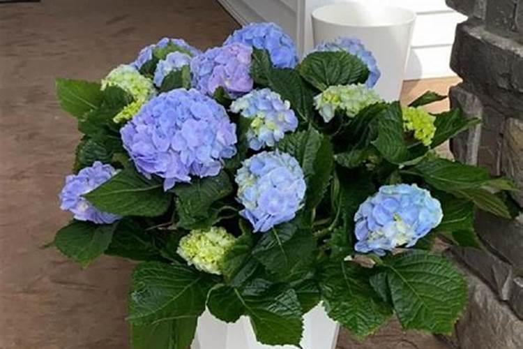 绣球花底肥放什么肥好