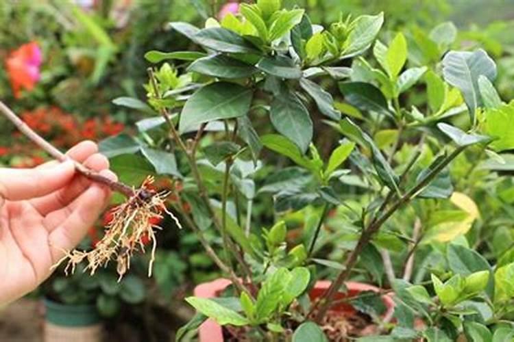 尿素可以用来给栀子花施肥吗 尿素能不能用来给栀子花施肥的呢