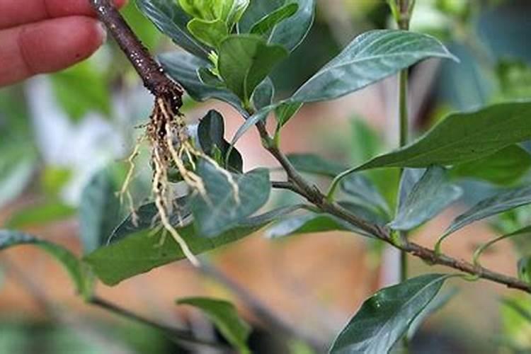 栀子花秋季如何施肥