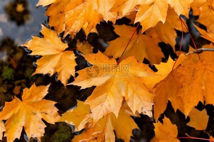 果树秋施基肥有什么好处？果树基肥为什么要秋天施？