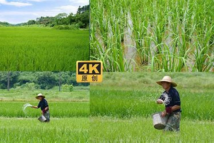农村种植水稻,钾肥对水稻有什么作用呢？