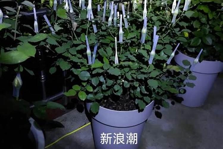 月季花苞期施什么肥