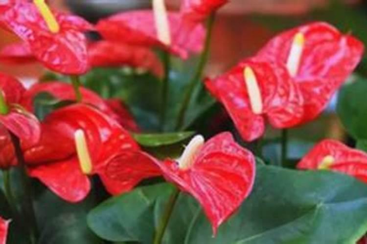 水培红掌怎样才能开花