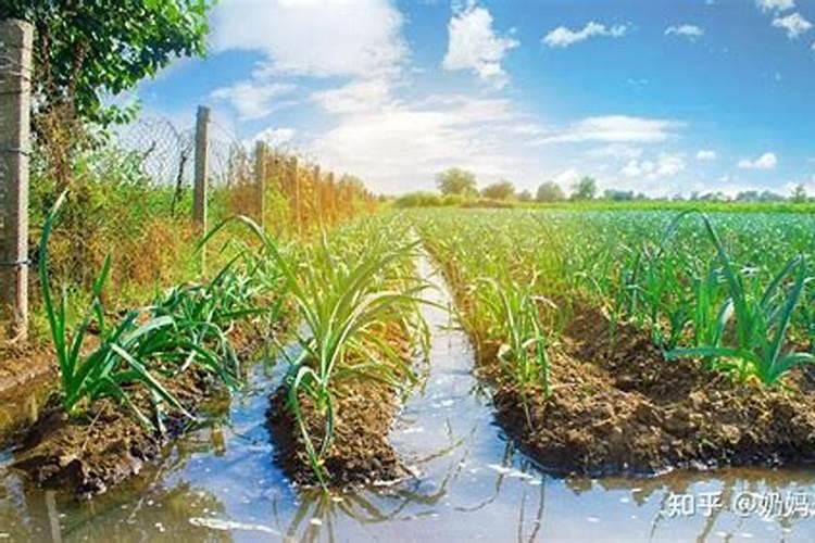 有机肥的注意事项